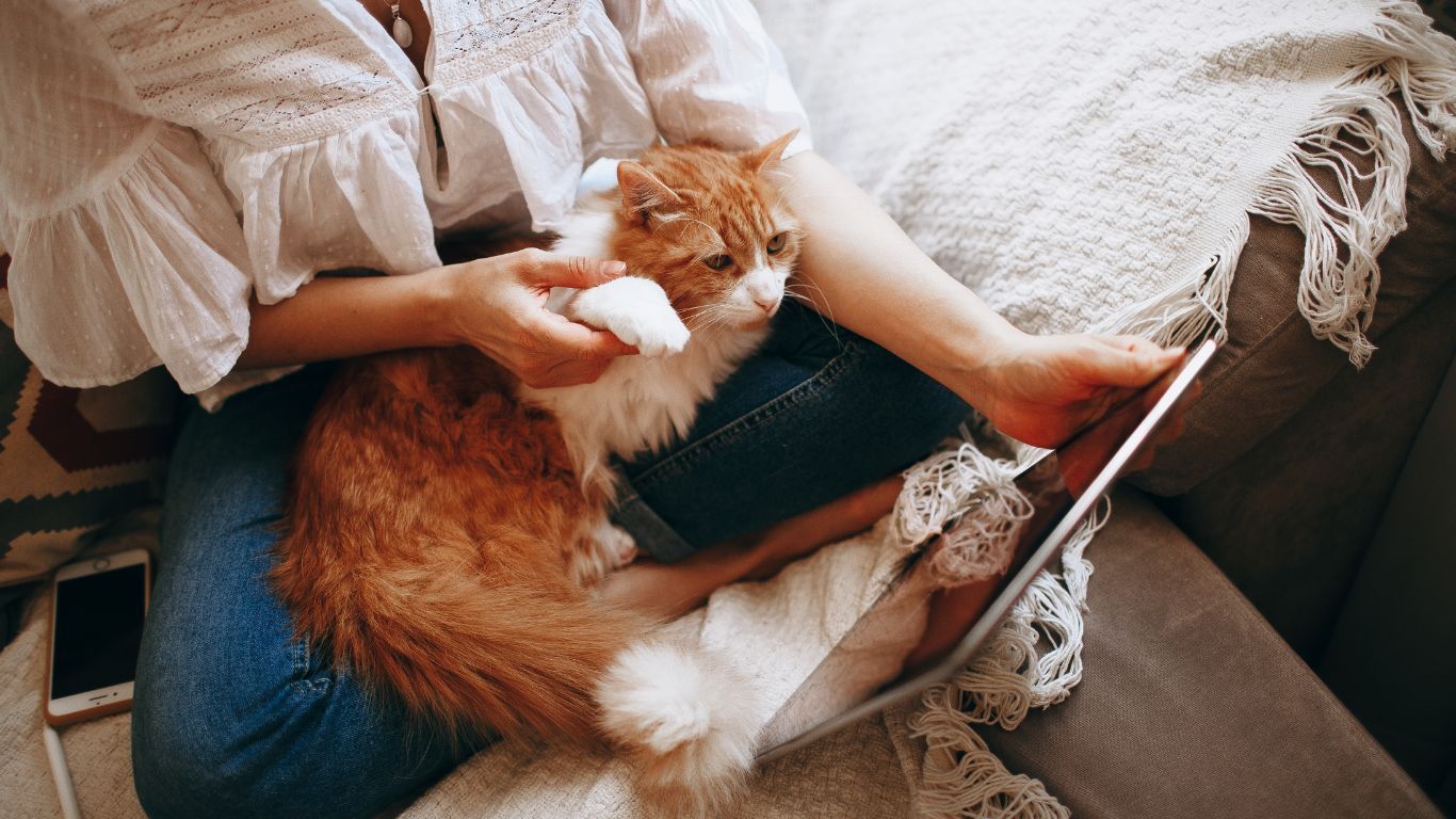 Cat Insurance Spain: Comprehensive Protection for Your Pet.
