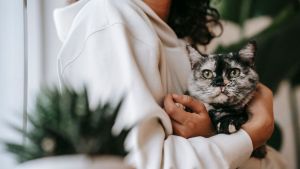 Cat Insurance Spain.