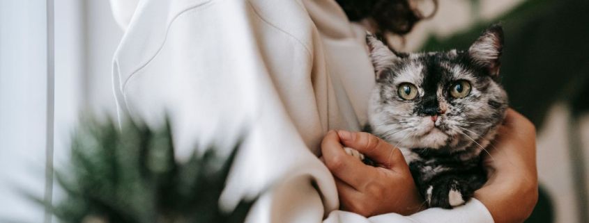 Cat Insurance Spain.