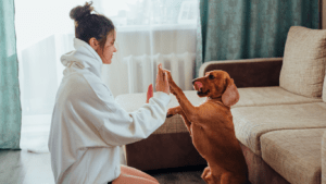 Dog Liability Insurance Spain