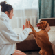 Dog Liability Insurance Spain