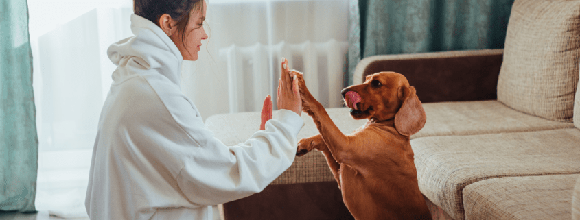 Dog Liability Insurance Spain