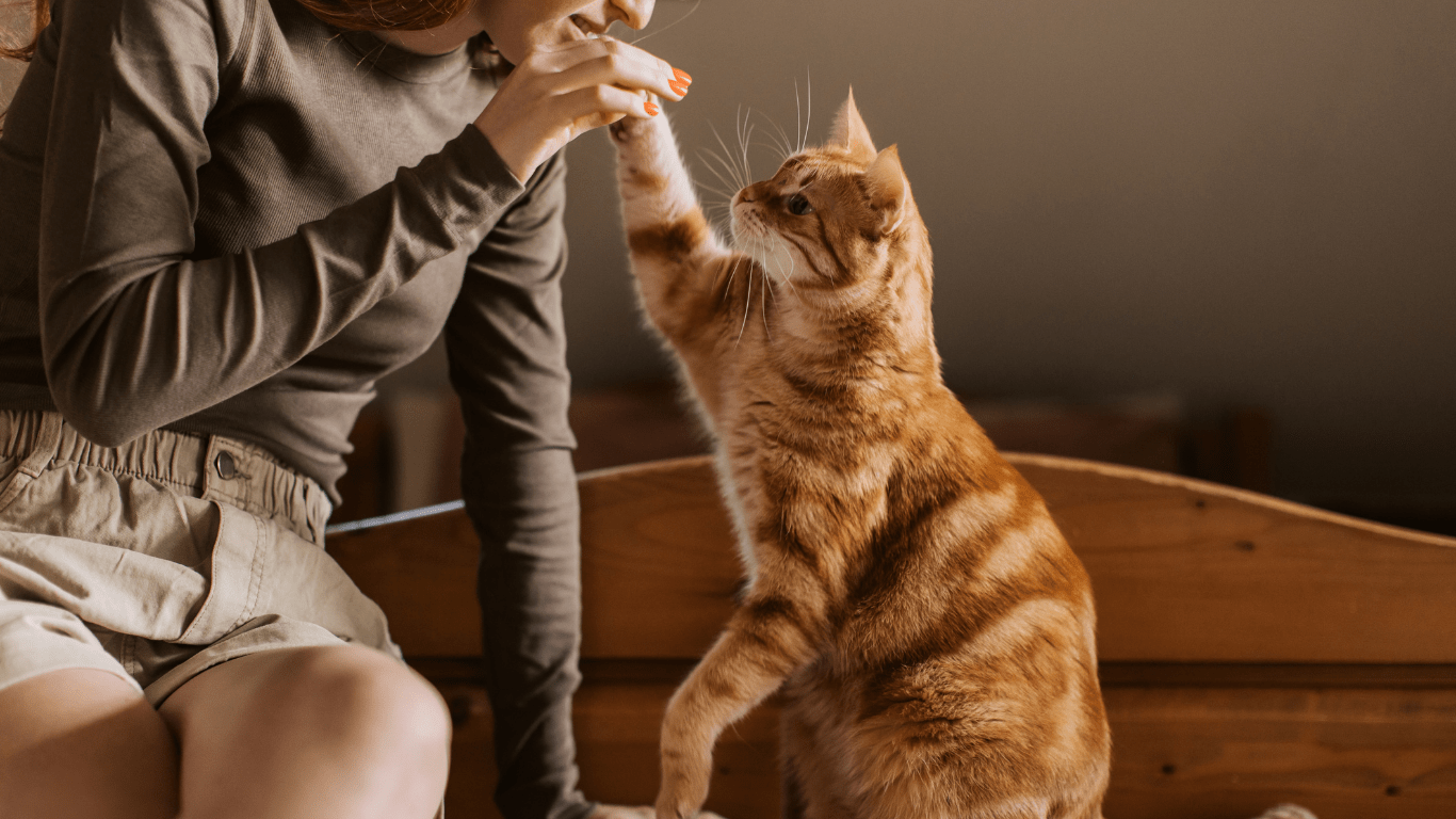 pet insurance for older cats