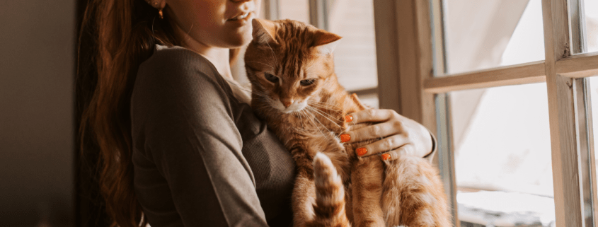 Pet Insurance for Older Cats