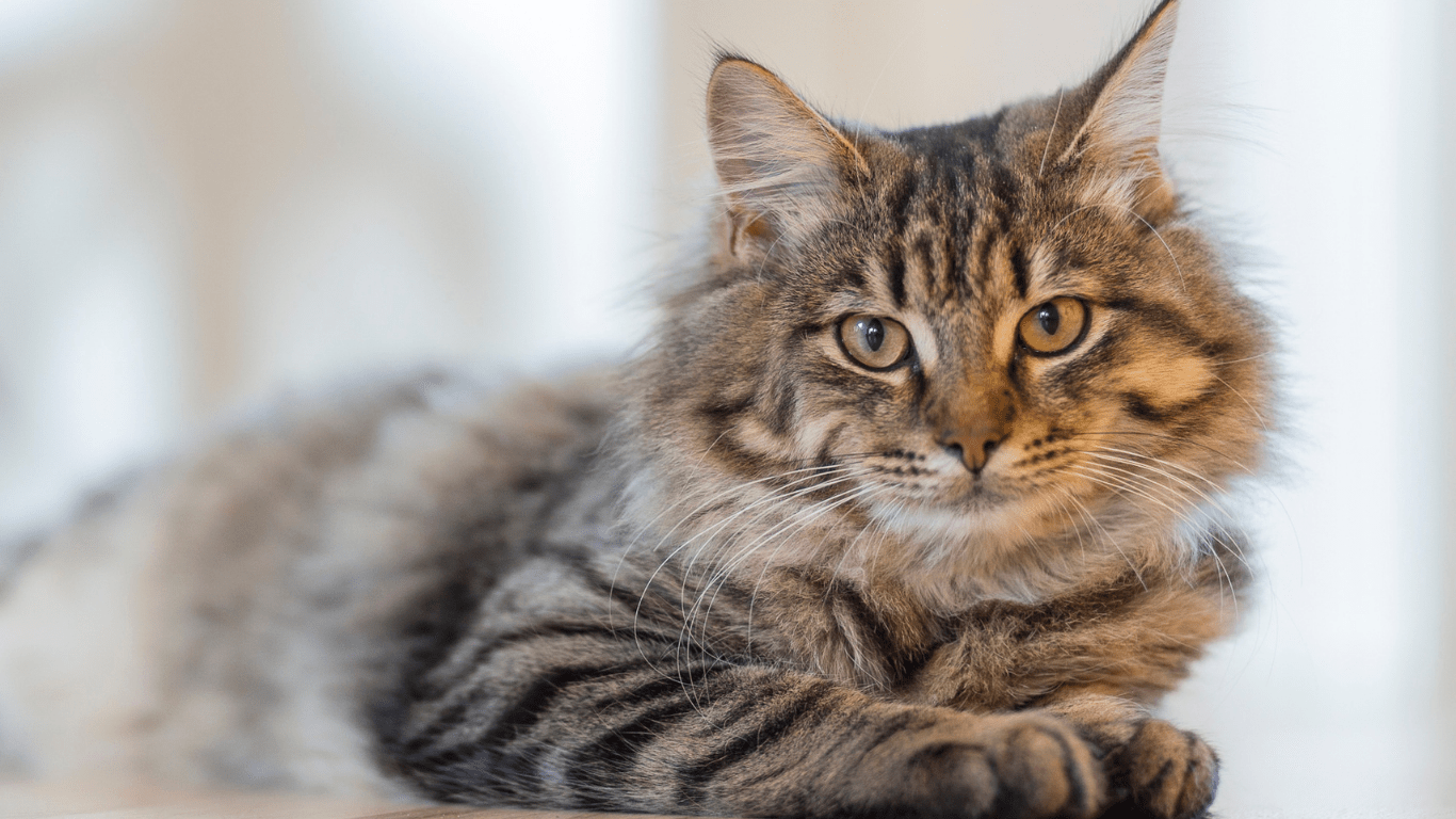 Pet Insurance for Older Cats