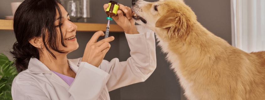 does pet insurance cover vaccines