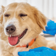 Pet Insurance for Diabetic Dog