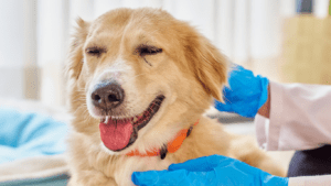 Pet Insurance for Diabetic Dog