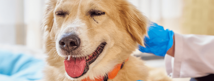 Pet Insurance for Diabetic Dog