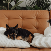 Many Pets Insurance