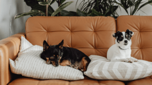 Many Pets Insurance