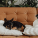 Many Pets Insurance
