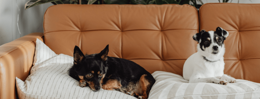 Many Pets Insurance