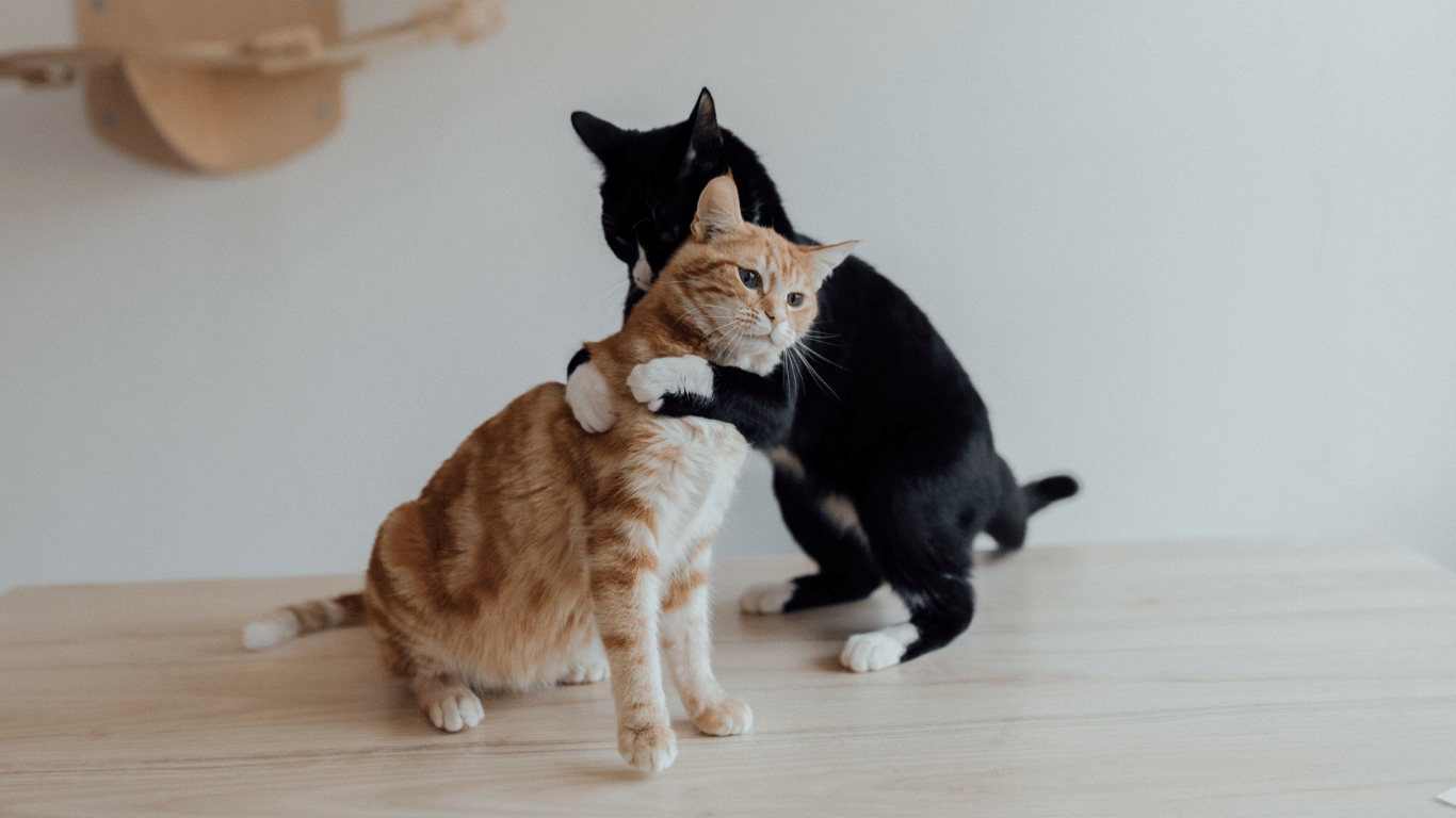 Many Pets Insurance