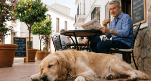 British expat relaxing with dog in Marbella knowing their liability is covered.