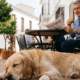 British expat relaxing with dog in Marbella knowing their liability is covered.